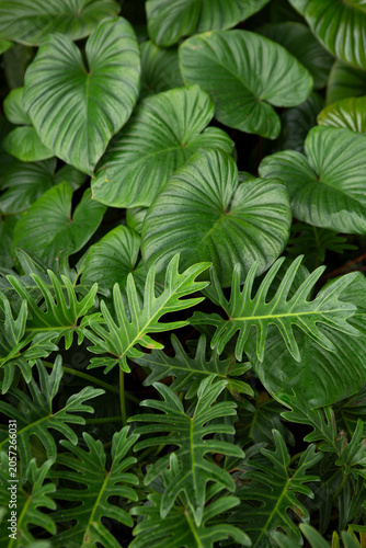 Foto close up of green leaves pattern in Southeast Asia, Thailand