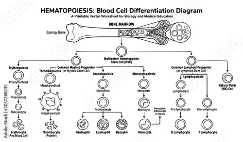 Tableau sur toile Hematopoiesis Process Outline Coloring Worksheet Featuring Bone Marrow and Blood