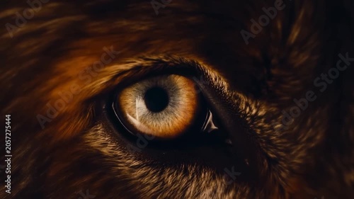 Slow tracking close up of wolf eye shifting gaze across textured fur in dark woodland night setting with subtle zoom and amber iris reflection
