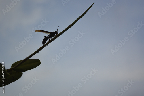 A large insect perched on the trunk of a pigeon orchid tree