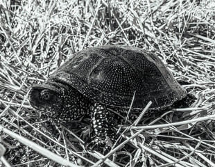 Photo of animals, Animals, Nature - Black and white photos, monochrome photos - Еurope, Eastern Europe - 