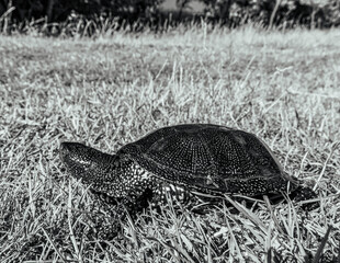 Photo of animals, Animals, Nature - Black and white photos, monochrome photos - Еurope, Eastern Europe - 