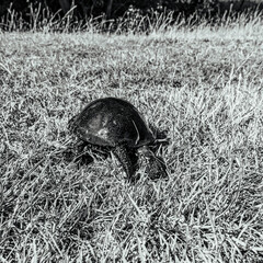 Photo of animals, Animals, Nature - Black and white photos, monochrome photos - Еurope, Eastern Europe - 