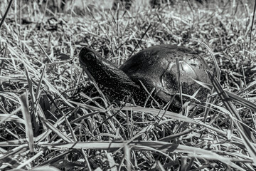 Photo of animals, Animals, Nature - Black and white photos, monochrome photos - Еurope, Eastern Europe - 