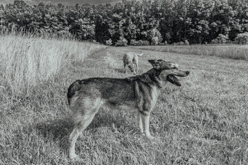 Photo of animals, Animals, Nature - Black and white photos, monochrome photos - Еurope, Eastern Europe - Active dog exploring nature attentively during walk in pine forest.