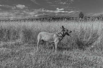 Photo of animals, Animals, Nature - Black and white photos, monochrome photos - Еurope, Eastern Europe - Active dog exploring nature attentively during walk in pine forest.