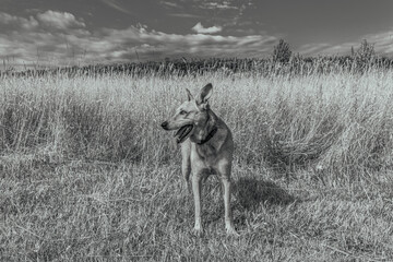 Photo of animals, Animals, Nature - Black and white photos, monochrome photos - Еurope, Eastern Europe - Active dog exploring nature attentively during walk in pine forest.