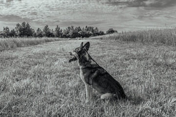 Photo of animals, Animals, Nature - Black and white photos, monochrome photos - Еurope, Eastern Europe - Active dog exploring nature attentively during walk in pine forest.
