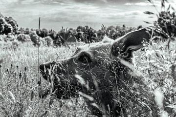 Photo of animals, Animals, Nature - Black and white photos, monochrome photos - Еurope, Eastern Europe - Active dog exploring nature attentively during walk in pine forest.