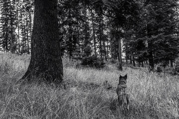 Photo of animals, Animals, Nature - Black and white photos, monochrome photos - Еurope, Eastern Europe - Active dog exploring nature attentively during walk in pine forest.
