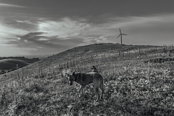 Photo of animals, Animals, Nature - Black and white photos, monochrome photos - Еurope, Eastern Europe - Active dog exploring nature attentively during walk in pine forest.