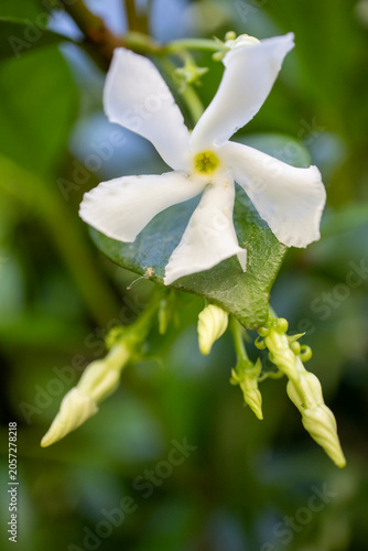 Fényképezés Jasmin flower - Trachelospermum jasminoides - Confederate jasmine star jasmine -