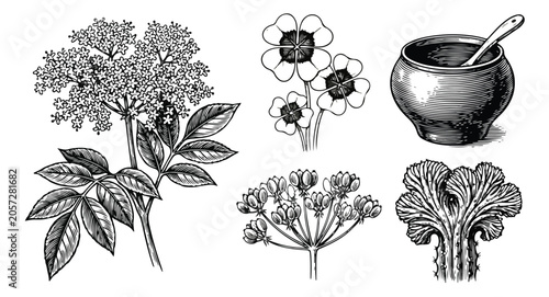 Photos Vintage botanical elderberry illustration set, hand drawn medicinal herbs and mo