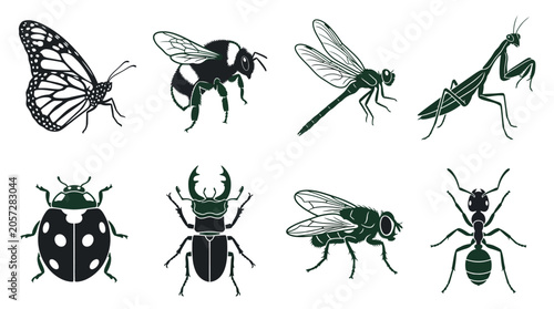 Fotografi Insects and bugs on white background 2.