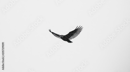 A snowy owl glides against a stark white sky, wings spread wide in mid-flight