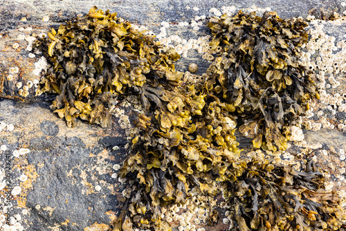 Obraz na płótnie Bladderwrack on rocky rock with algae and shells
