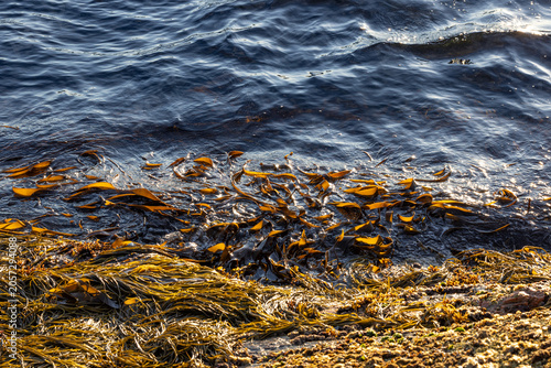 Fotografie Bladderwrack on rocky rock with algae and shells