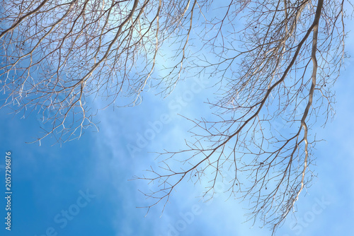 Dry branches, a blue sky, and beautifully shaped white clouds.