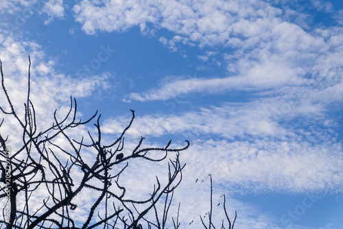 The bird perches on a dry branch, with a blue sky and white clouds in the background.