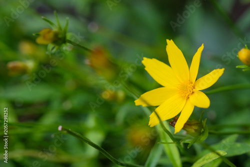 The yellow flowers are blooming beautifully.