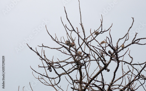 Many birds perched on branches on a day with a white sky.