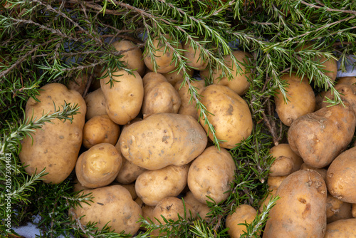 Photography potatoes typical products of the Apennines, tasty and crumbly for frying or boil