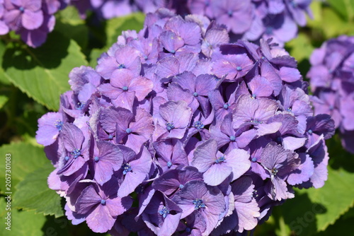青い紫陽花