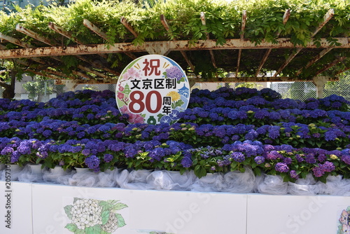 紫陽花がある風景