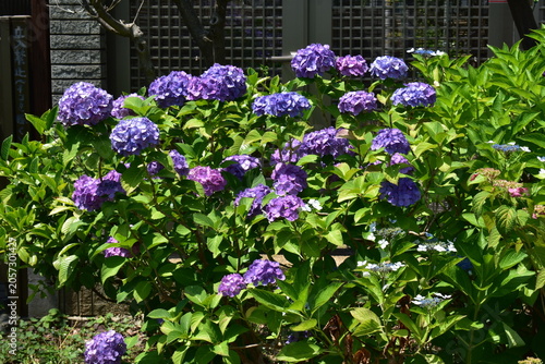 青い紫陽花