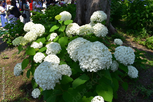 白い紫陽花