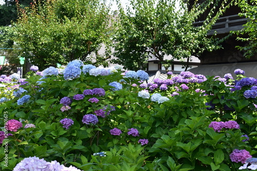 紫陽花がある風景