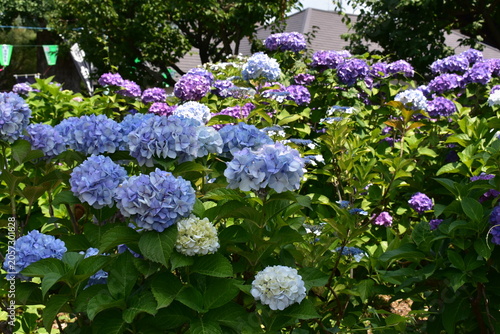 カラフルな紫陽花