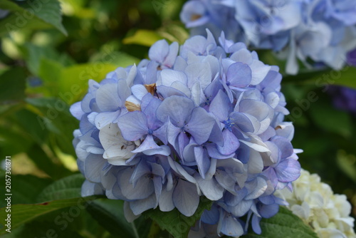 青い紫陽花