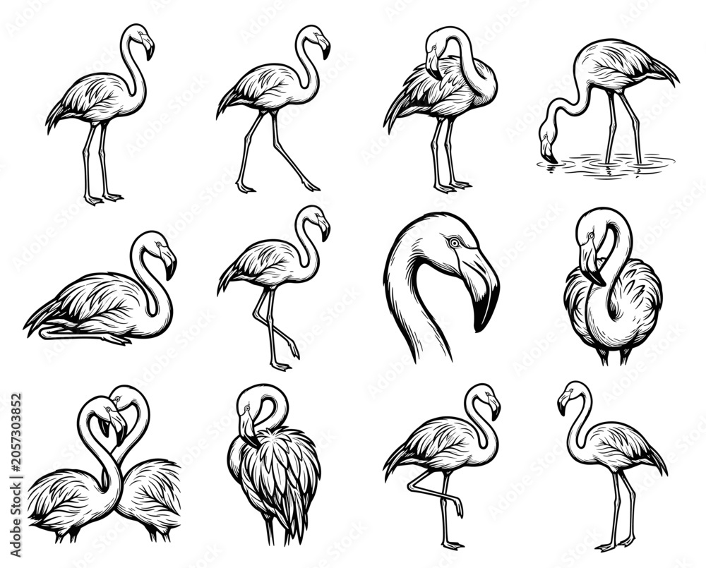 Obraz premium Flamingos set illustration. Vintage black ink line art. Tropical bird nature collection. For t-shirt print and apparel. Suitable for stickers and logos.