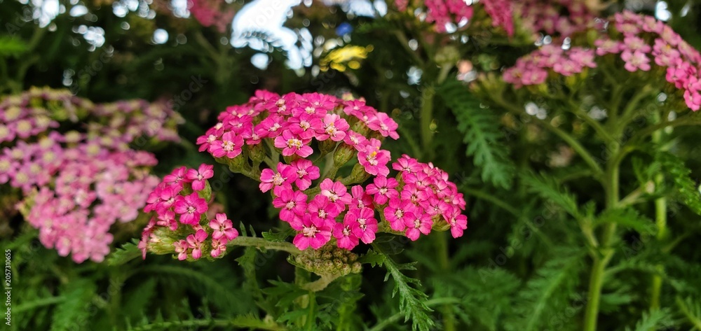 Obraz premium Clusters of pink and white milly rock rose yarrow flowers outdoors