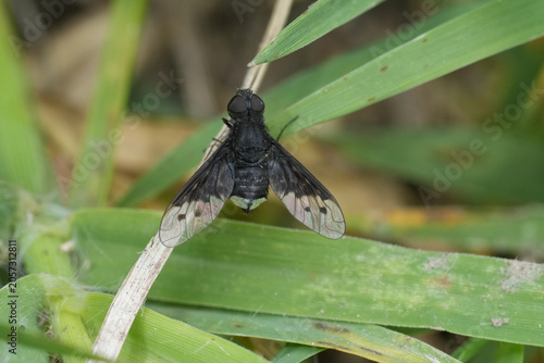 Konstfotografi Closeup on a dark colored humble-fly or bee-fly species, Anthrax, resting with s