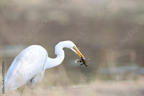 Photos Great egret (Ardea alba) is eating frog