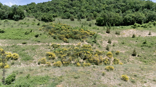 Foto Pendio naturale con erba, arbusti e cespugli fioriti, che sfuma in un fitto bosc