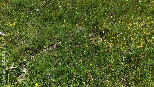 Photos Primo piano di un prato naturale con erba verde e piccoli fiori selvatici gialli