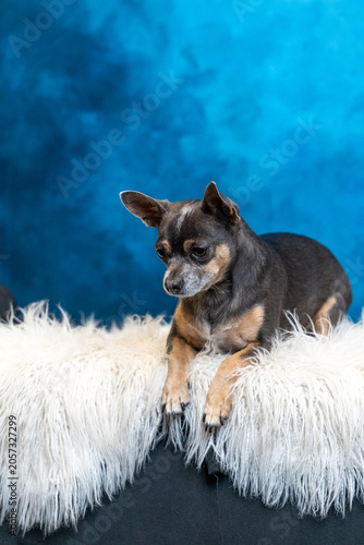 Small Chihuahua Mix Dog Lying down on Fur Rug