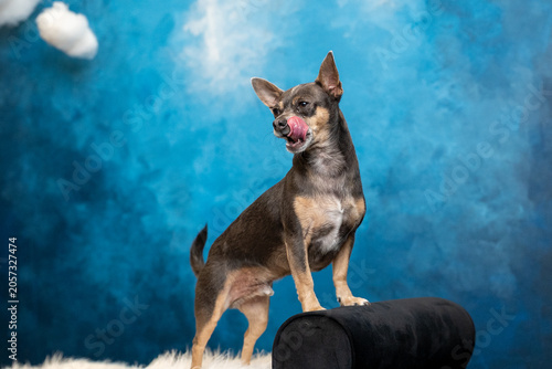Small Chihuahua Mix Dog on Fur Rug