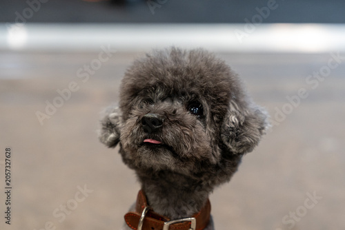 Close-up portrait of a cute grey poodle sticking tongue out