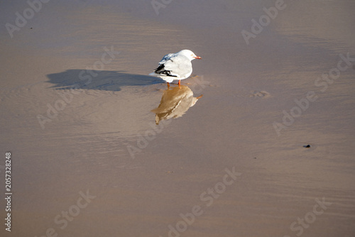 Single seagull standing on wet sand with perfect reflection.
