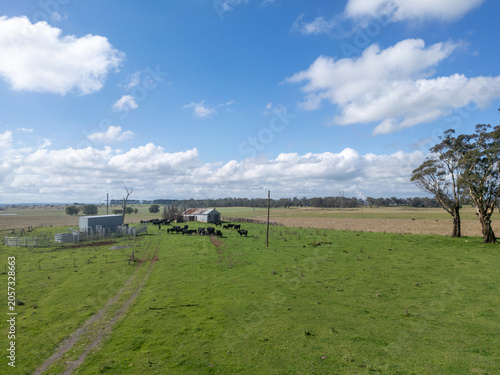 Black cattle grazing on green pasture under a blue cloudy sky