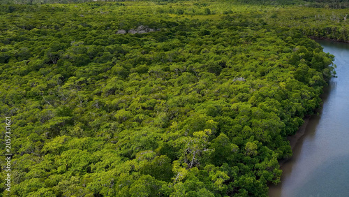 Картината върху платно Aerial View of Dense Mangrove Forest Along a Winding River Bend