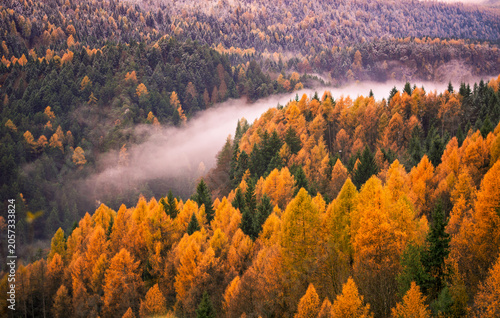 The whisper of the changing forest that paints the shadow of the mountains gold