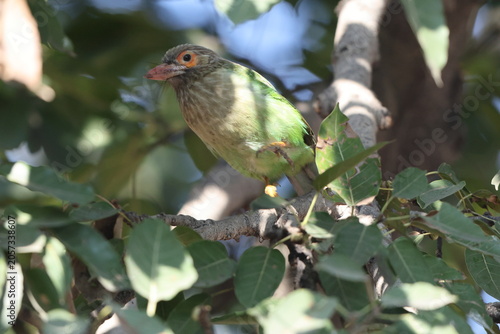 Canvas Print The lineated barbet (Psilopogon lineatus) is an Asian barbet native to the Terai, the Brahmaputra basin to Southeast Asia