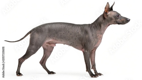 Isolated Peruvian Inca Orchid hairless dog standing on a white studio background
