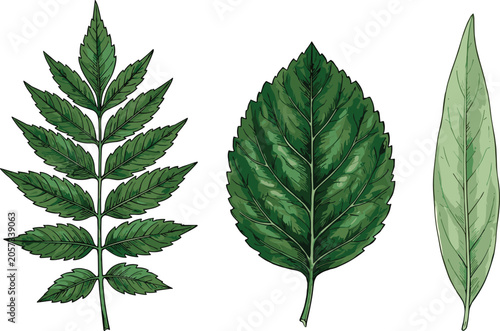 Detailed botanical green leaf vector illustration set with pinnate ovate and lanceolate leaves for academic text book