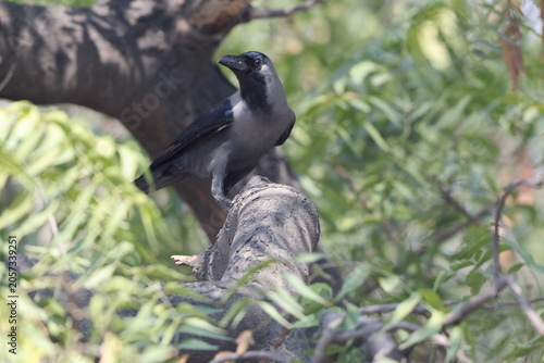 Canvas Print The house crow (Corvus splendens splendens) is a common bird of the crow family that is of Asian origin